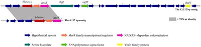 Identification and characterization of a novel metallo β-lactamase, SZM-1, in Shenzhen Bay, South China